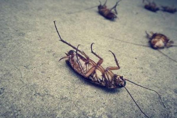 蟑螂怎么吃 吃了蟑螂怎么办