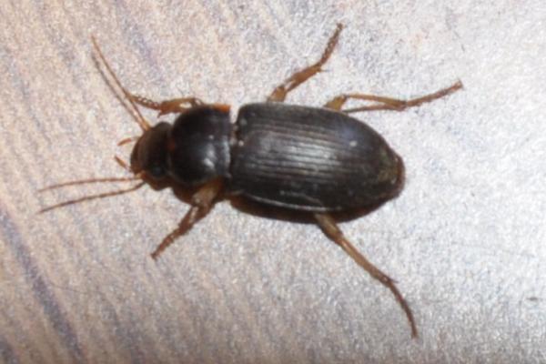 如何防止蟑螂爬到床上 蟑螂爬过的地方有毒吗