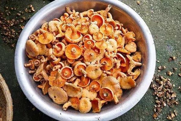 松树下长的蘑菇有几种 松树下的蘑菇哪种能吃