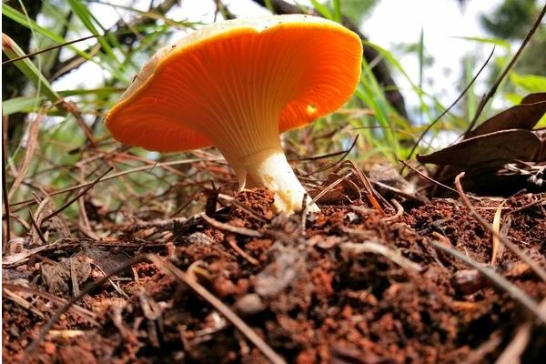 松树下长的蘑菇有几种 松树下的蘑菇哪种能吃