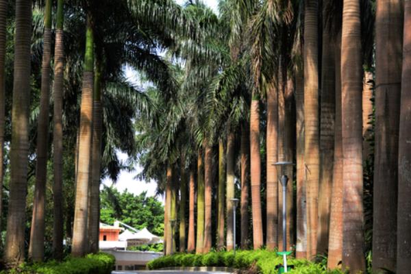 椰子树有哪两大特点 椰子树的外形特点是什么