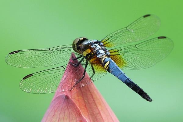 蜻蜓有几条腿 蜻蜓有多少只眼睛