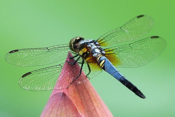 蜻蜓有几条腿 蜻蜓有多少只眼睛