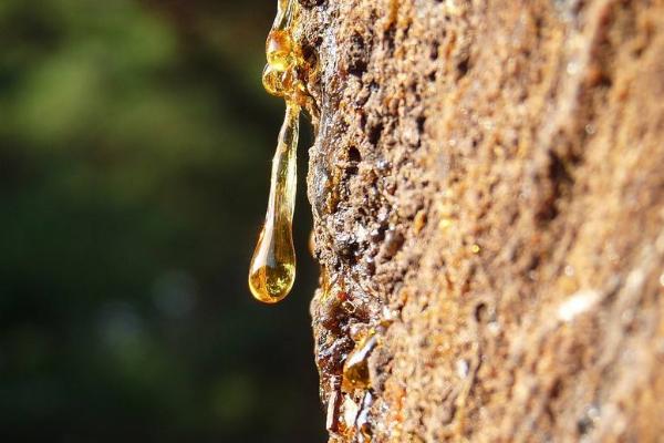 松树油怎么能洗掉 牙膏能洗掉松树油吗