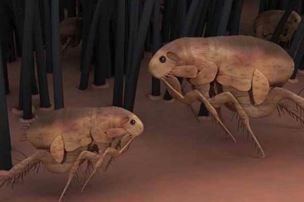 虱子和跳蚤的区别是什么 跳蚤咬的疤痕怎么去除