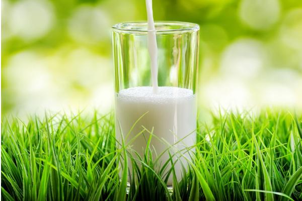 有机纯牛奶和纯牛奶的区别是什么 纯牛奶的存放方法
