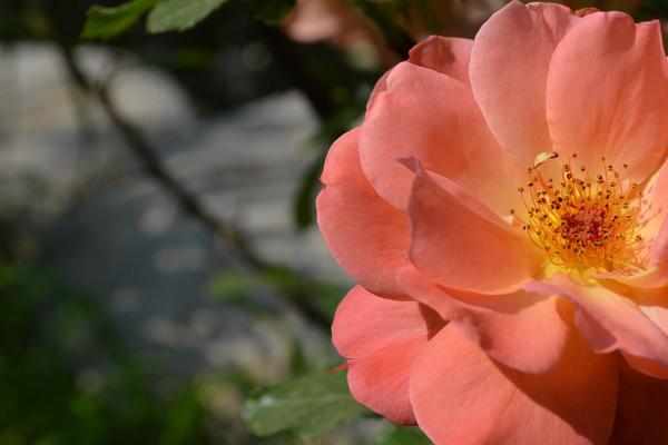 月季花图片大全 月季花花语及寓意