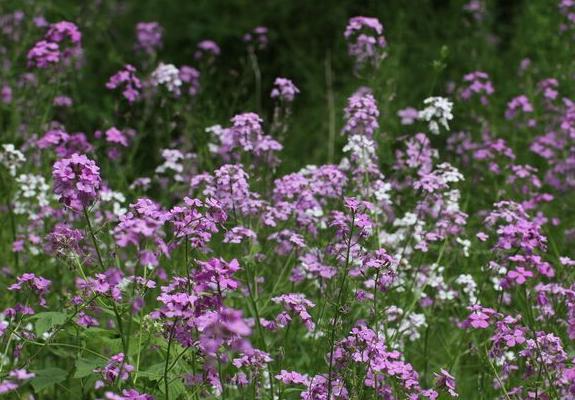 蓝香芥图片大全 蓝香芥什么时候开花