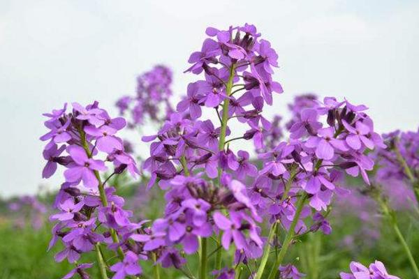 蓝香芥图片大全 蓝香芥什么时候开花