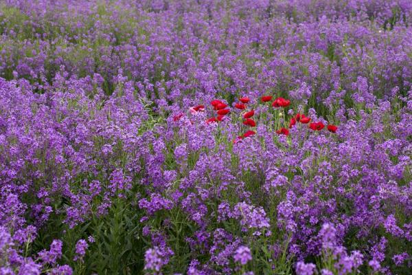 蓝香芥图片大全 蓝香芥什么时候开花