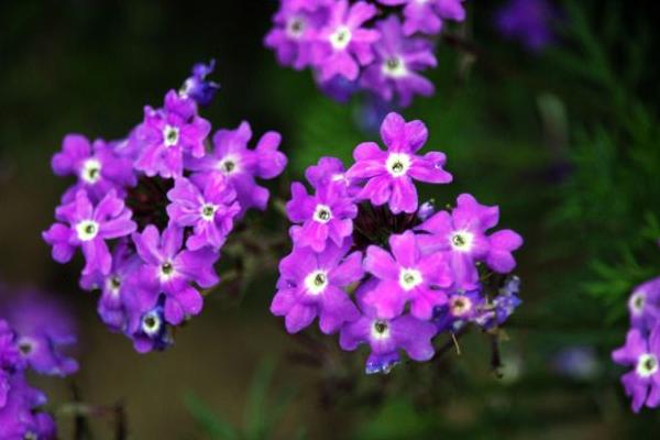 蓝香芥图片大全 蓝香芥什么时候开花