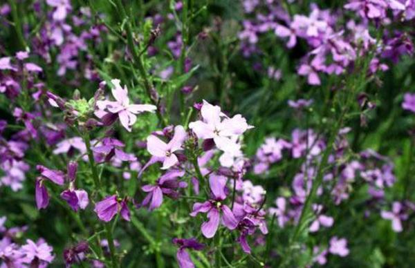 蓝香芥图片大全 蓝香芥什么时候开花