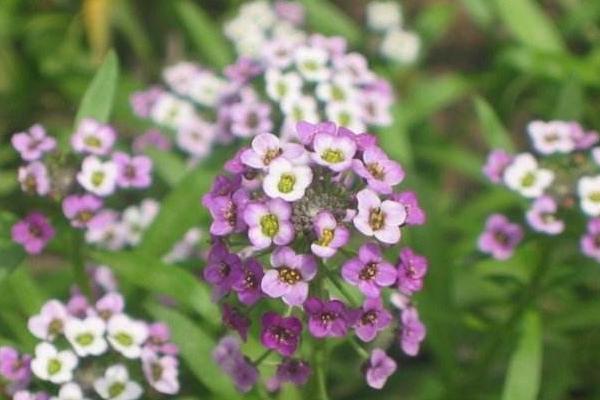 香雪球图片大全 香雪球花语及寓意