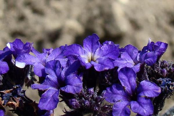 香水草图片大全 香水草花语及寓意