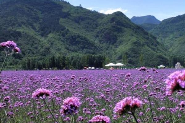 香水草图片大全 香水草花语及寓意