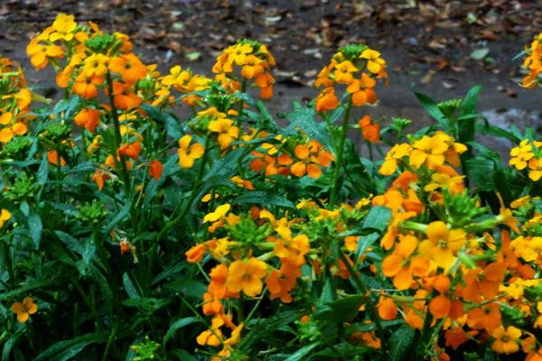 桂竹香图片大全 桂竹香花语及寓意