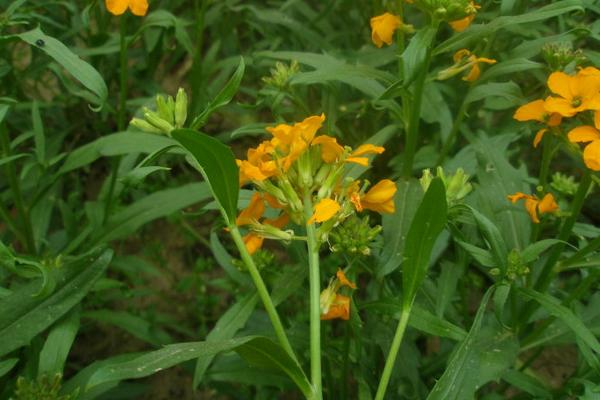 桂竹香图片大全 桂竹香花语及寓意