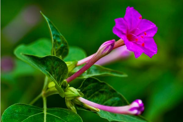 紫茉莉图片大全 紫茉莉花语及寓意