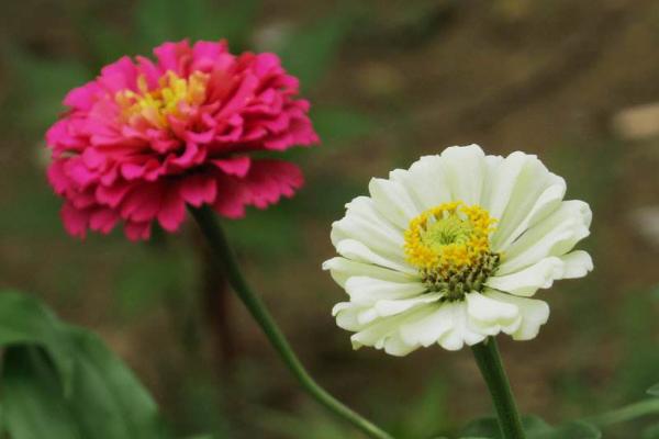 百日草图片大全 百日草花语及寓意 百日草有哪些品种