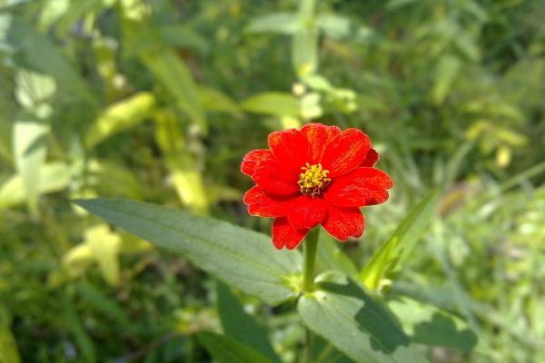 百日草图片大全 百日草花语及寓意 百日草有哪些品种