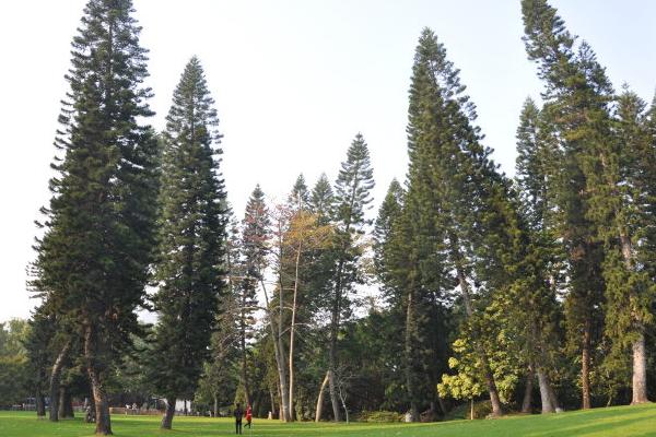 南洋杉图片大全（含盆景） 南洋杉的生长习性