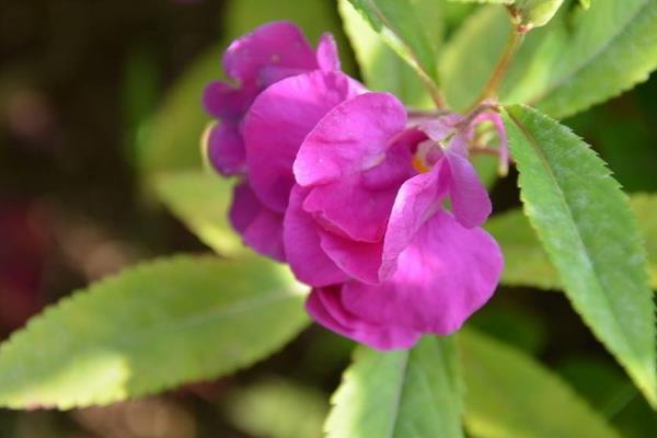 凤仙花图片大全 凤仙花花语 凤仙花特点