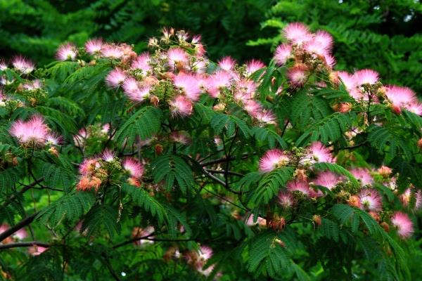 合欢花图片大全 合欢花花语及寓意