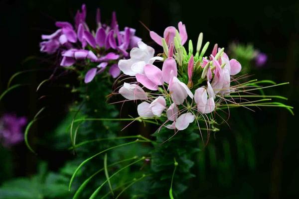 醉蝶花图片大全 醉蝶花花语及寓意