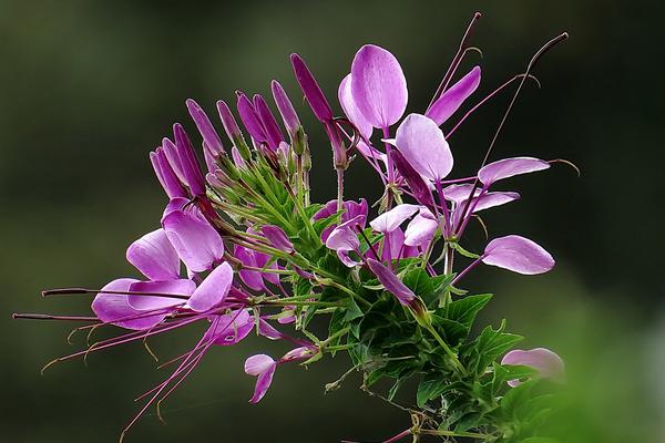 醉蝶花图片大全 醉蝶花花语及寓意