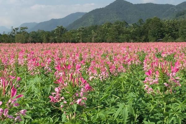 醉蝶花图片大全 醉蝶花花语及寓意