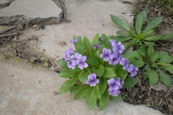 紫花地丁图片大全 紫花地丁的药用价值