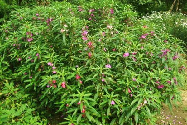 凤仙花功效与作用及禁忌 凤仙花的栽培方法