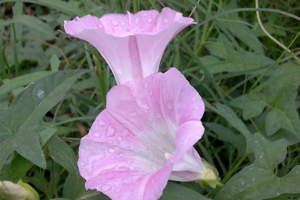 牵牛花图片大全 牵牛花的花语