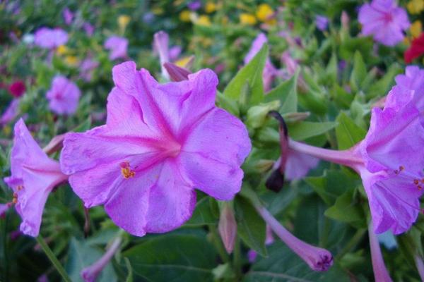 牵牛花图片大全 牵牛花的花语