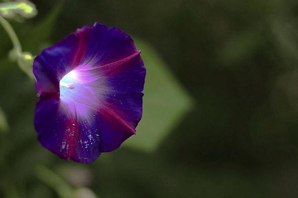 牵牛花图片大全 牵牛花的花语