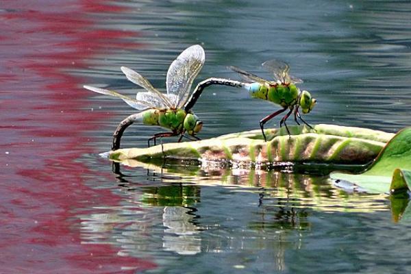 蜻蜓吃什么 蜻蜓为什么要点水