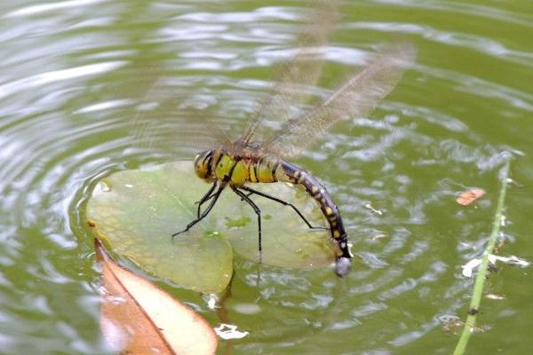 蜻蜓吃什么 蜻蜓为什么要点水