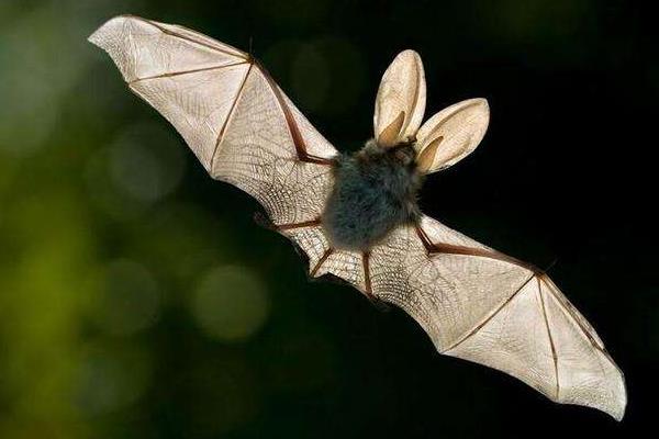蝙蝠是什么 蝙蝠吃什么 蝙蝠吸血吗