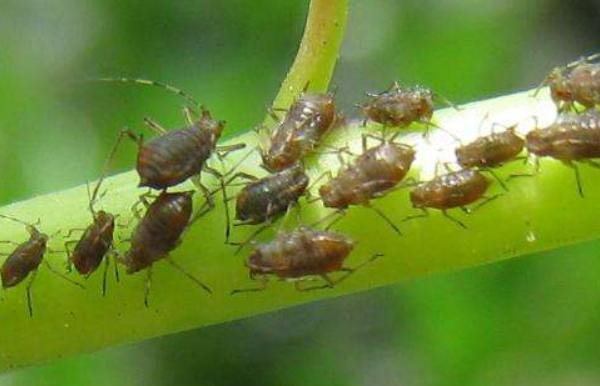 蚜虫的天敌是谁 防治蚜虫的农药有哪些