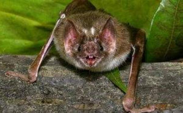 蝙蝠有毒吗 蝙蝠咬人吗 被蝙蝠咬了怎么办