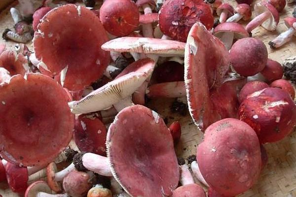 红菇怎么做好吃又简单 红菇家常做法大全