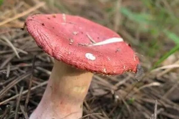 毒红菇和红菇的区别是什么 怎样辨别毒红菇