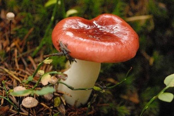 毒红菇和红菇的区别是什么 怎样辨别毒红菇