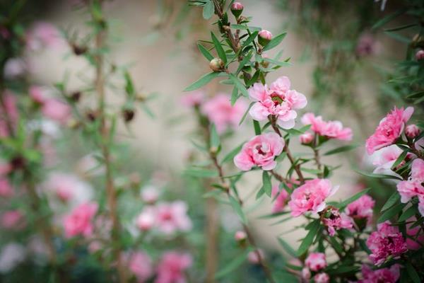 松红梅一年开几次花 松红梅什么时候开花（几月）