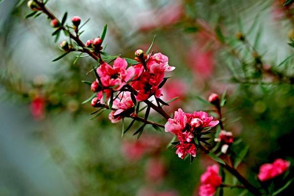 松红梅一年开几次花 松红梅什么时候开花（几月）