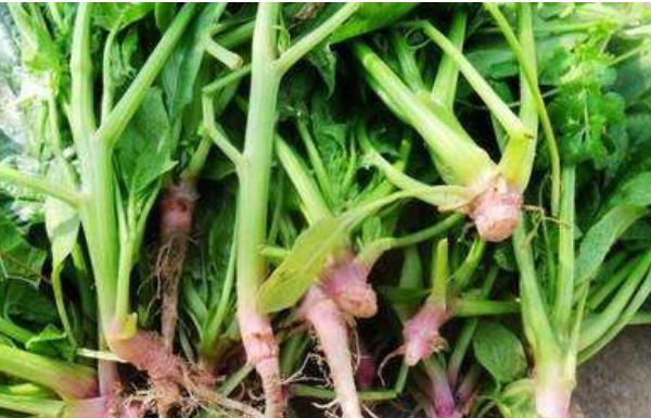 菠菜的根能吃吗 菠菜的根怎么吃