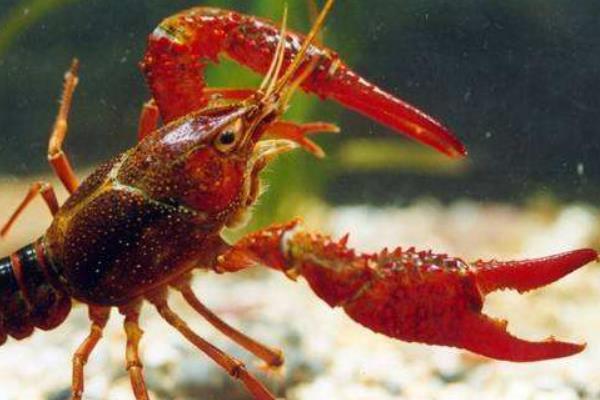 小龙虾吃什么 小龙虾多长时间开始繁殖