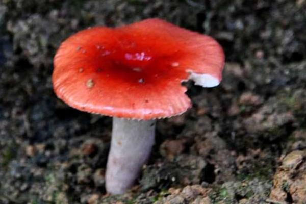 野生红菇几月份才有 新鲜红菇怎么保存