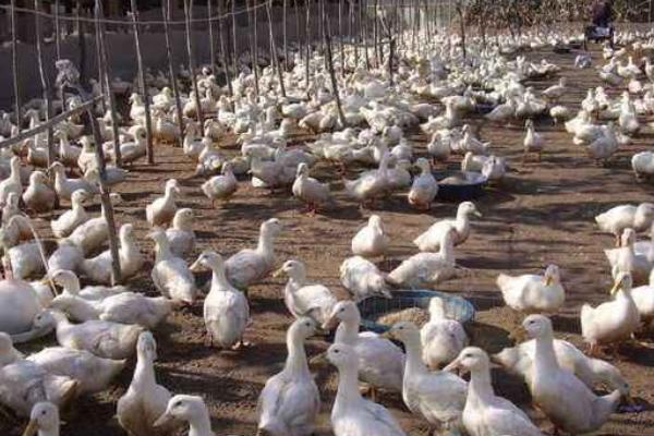 肉鸭多少天出栏？ 养殖肉鸭的利润高吗