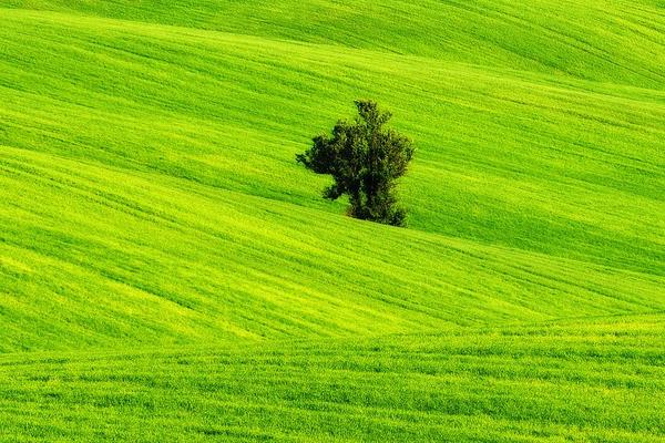 什么是绿色农业 绿色农业的发展思路